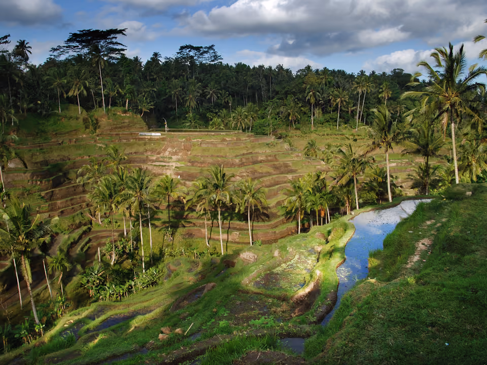 Terraços de arroz verdes e escalonados de Tegallalang, em Bali