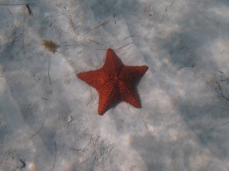Estrela-do-mar laranja (Oreaster reticulatus) em fundo arenoso raso no Caribe