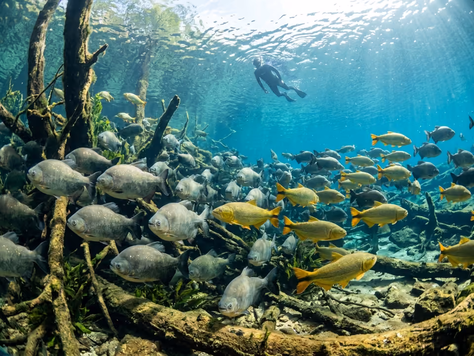 Flutuação no Rio da Prata, com cardume de dourados e pintados passando ao lado do snorkelista na água transparente