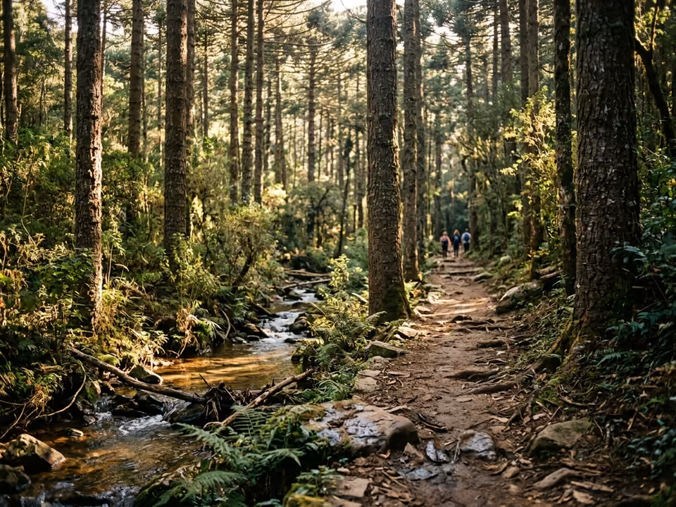 Trilha entre araucárias altas e riacho no Horto Florestal, com luz filtrada pela mata