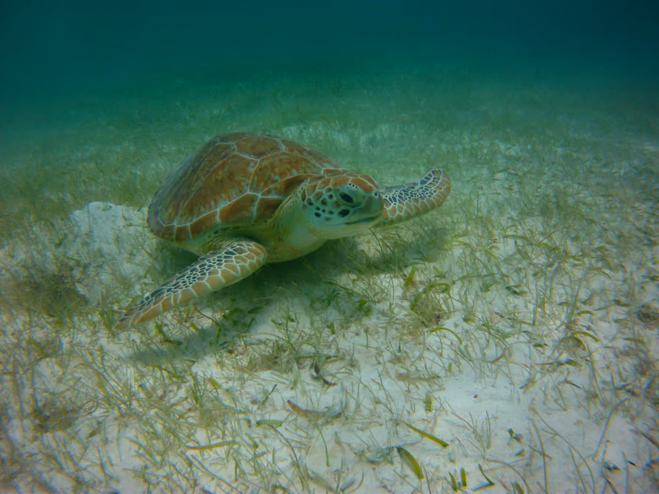 Tartaruga marinha nadando entre a vegetação aquática na baía de Akumal, no litoral da Riviera Maya