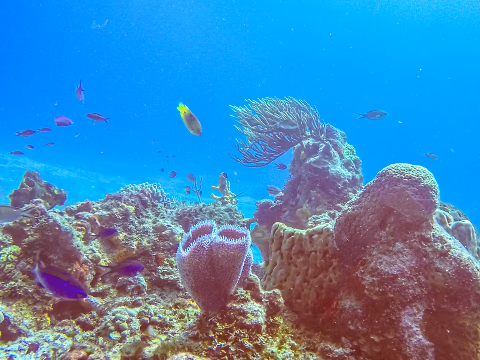 Recife de coral colorido em Cozumel, com peixes tropicais nadando entre corais e esponjas em água clara
