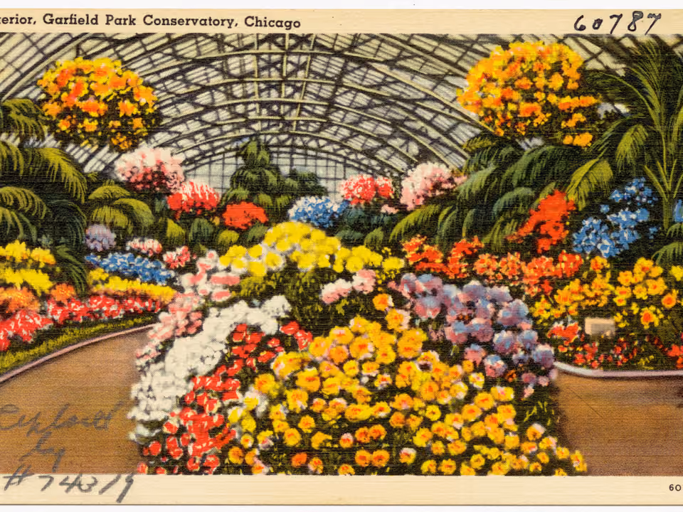 Interior do Garfield Park Conservatory em Chicago, uma estufa de vidro cheia de palmeiras e plantas tropicais
