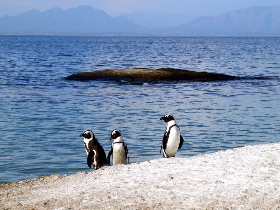 Pinguins-africanos na rocha de Boulders Beach, à beira-mar, Cidade do Cabo