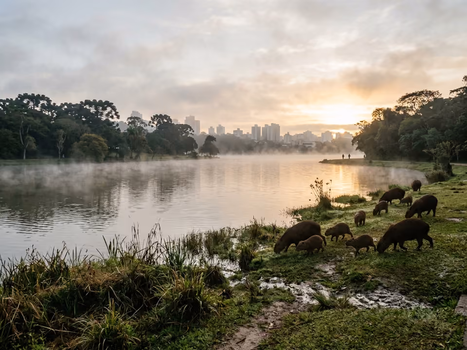 Capivaras pastando à beira do lago do Parque Barigui ao amanhecer, com névoa e prédios ao fundo