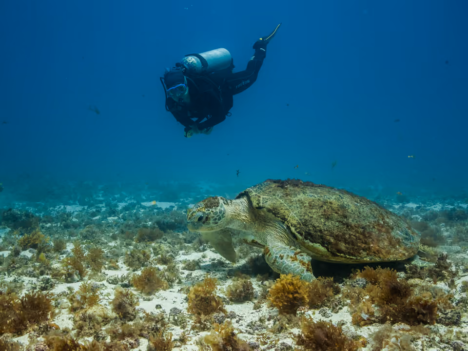Mergulhador de cilindro pairando em água azul sobre o fundo arenoso do Parque Nacional Marinho de Fernando de Noronha, com uma tartaruga-cabeçuda embaixo