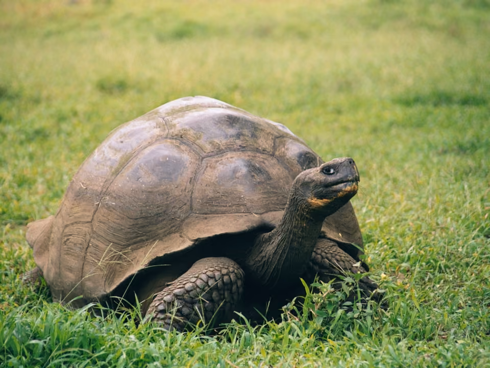 Tartaruga gigante de Galápagos em habitat natural, Equador