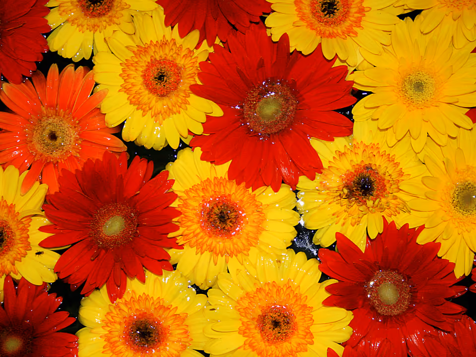 Gérberas coloridas fotografadas durante a Expoflora, em Holambra