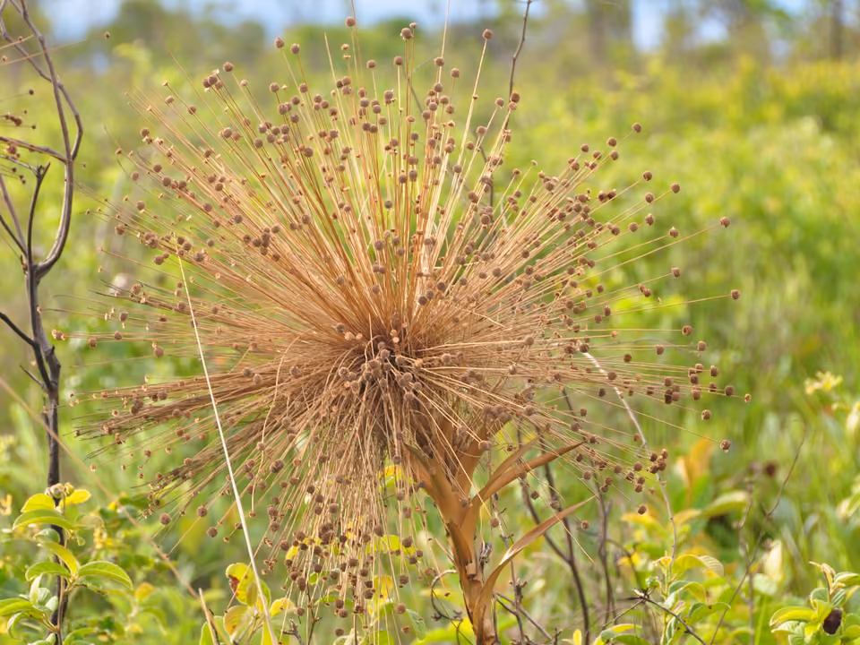 Planta de capim-dourado seca, matéria-prima do artesanato da comunidade Mumbuca, no Jalapão