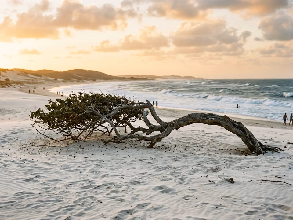 Árvore da Preguiça em Jericoacoara, com o tronco vergado pelo vento crescendo rente à areia branca
