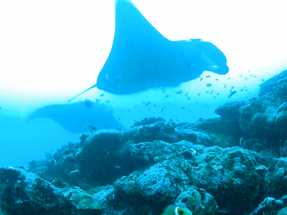 Arraias-manta nadando entre recife de coral, Maldivas