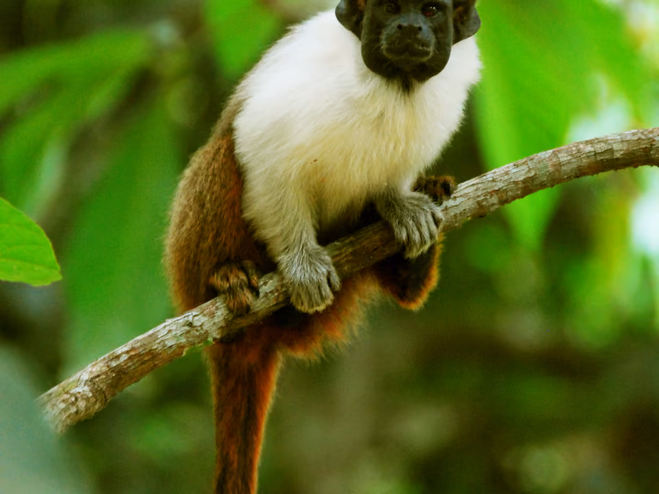 Sagui-de-manaus (Saguinus bicolor) em um galho de árvore no Parque Municipal do Mindu, em Manaus