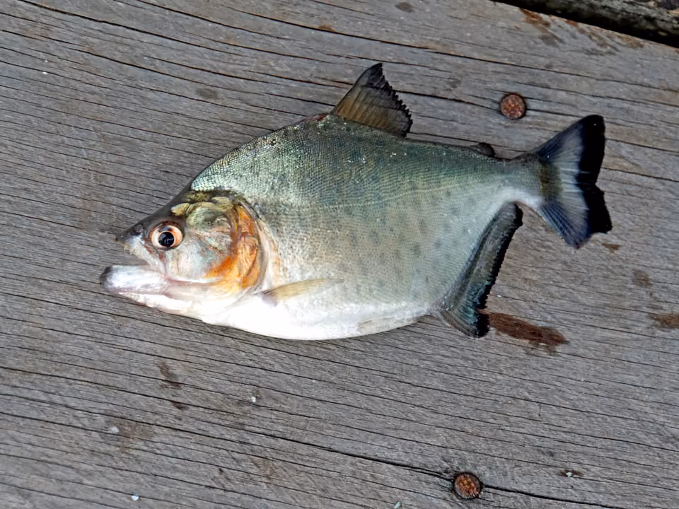 Piranha recém-pescada sobre o piso de madeira de um barco na Amazônia