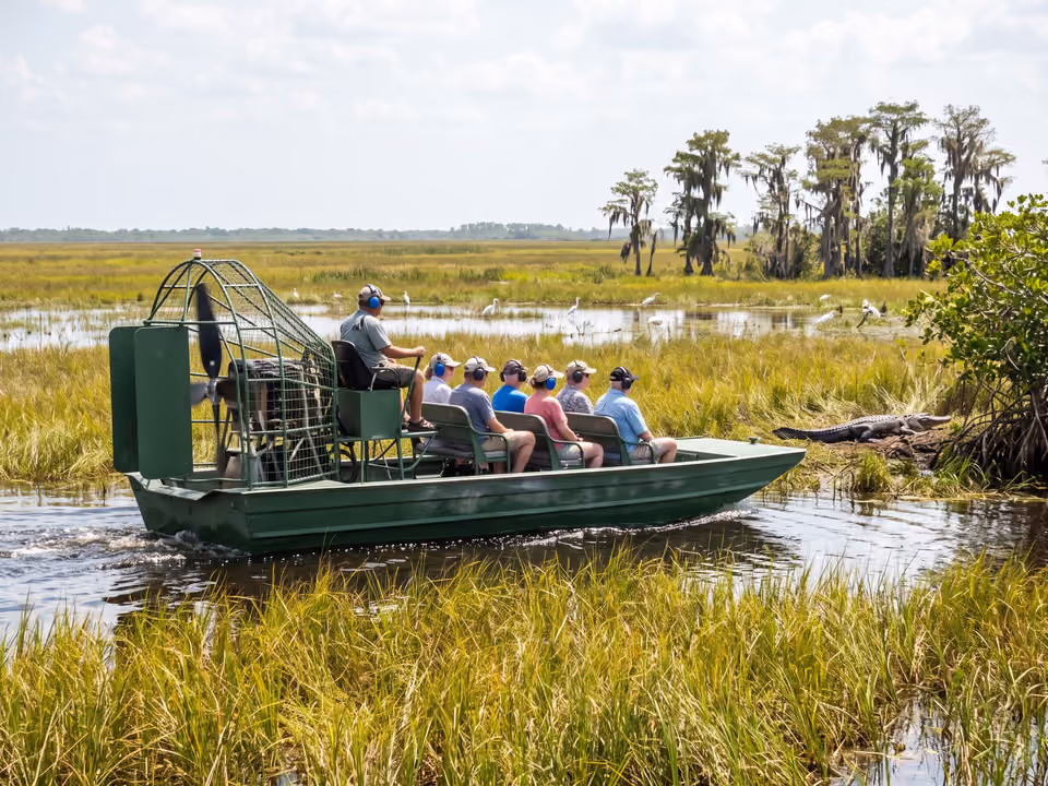 Airboat cruzando os Everglades com passageiros a bordo, jacaré e garças ao fundo entre o capim aquático
