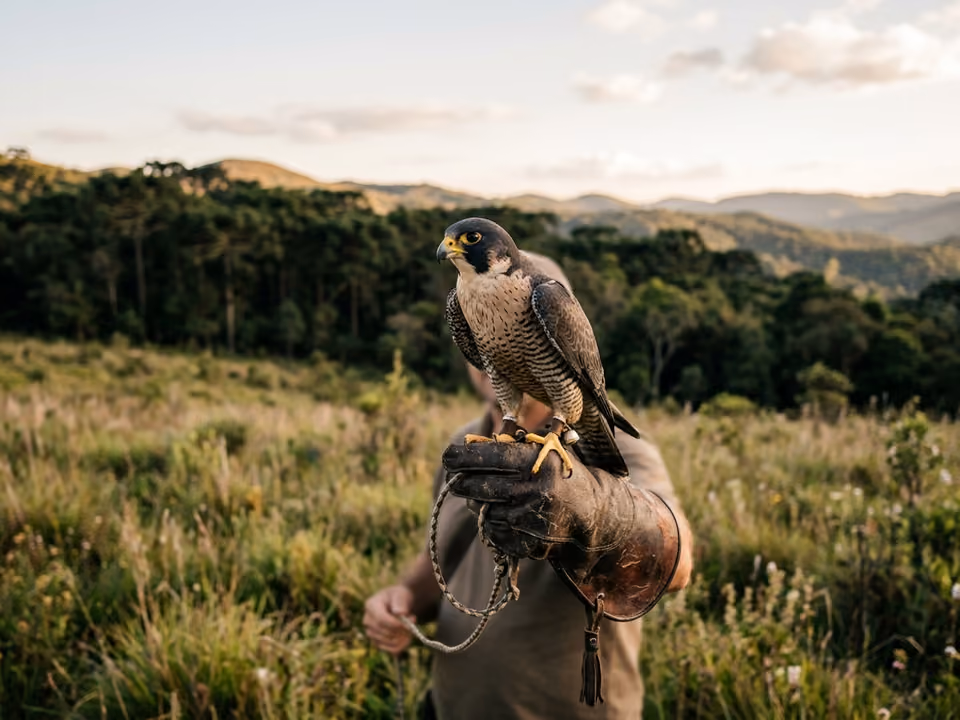 Falcão pousado em luva de couro de falcoeiro em campo aberto na serra
