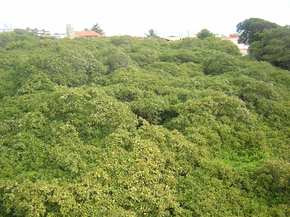 Copa extensa do Cajueiro de Pirangi, considerado o maior cajueiro do mundo