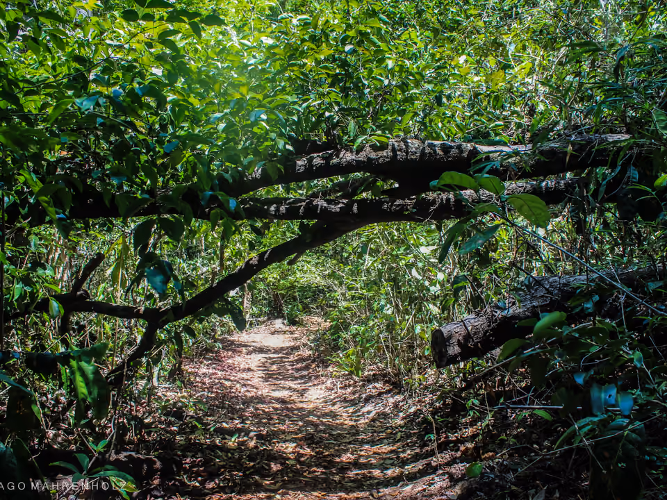 Vegetação de mata atlântica no Parque das Dunas em Natal
