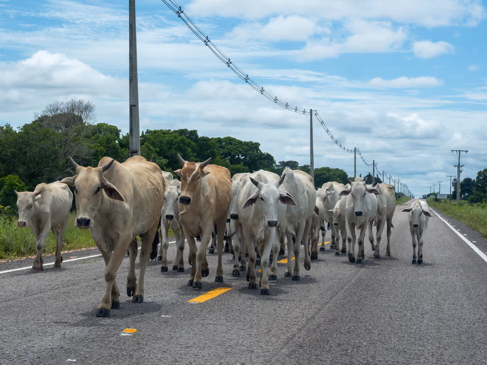 Boiada de gado branco caminhando por uma estrada do Pantanal, cercada de vegetação