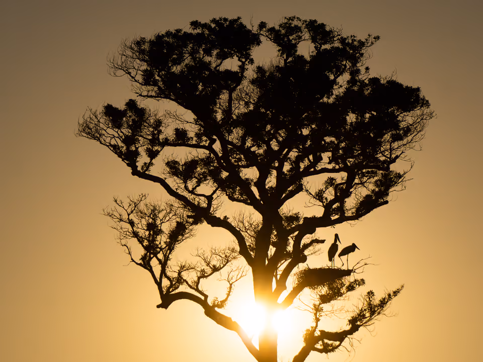 Silhueta de uma árvore com dois tuiuiús pousados contra o sol nascente no Pantanal