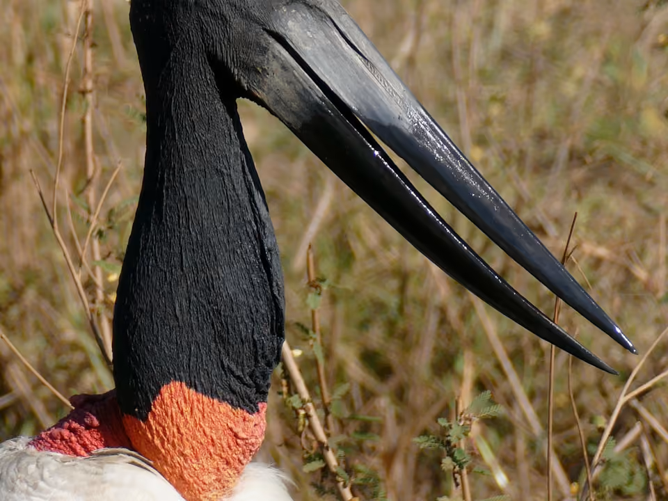 Close do bico e da cabeça de um tuiuiú, ave símbolo do Pantanal