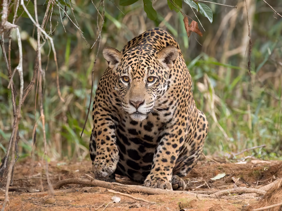 Onça-pintada agachada entre a vegetação às margens de um rio no Pantanal