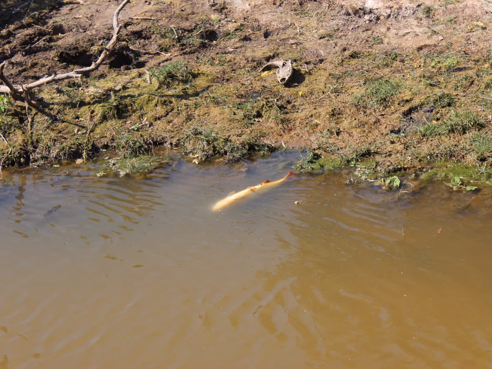 Dourado (Salminus brasiliensis) nadando perto da margem de um rio barrento