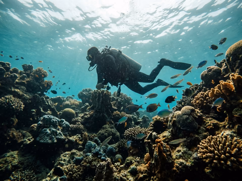 Silhueta de mergulhador explorando recife raso de corais com peixes tropicais em água morna e clara