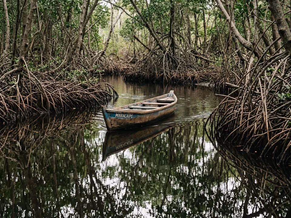 Canoa de madeira deslizando por canal de mangue com raízes refletidas na água parada