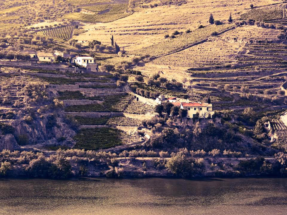Vinhedos em terraço no Vale do Douro, em Portugal, com o rio serpenteando entre as colinas