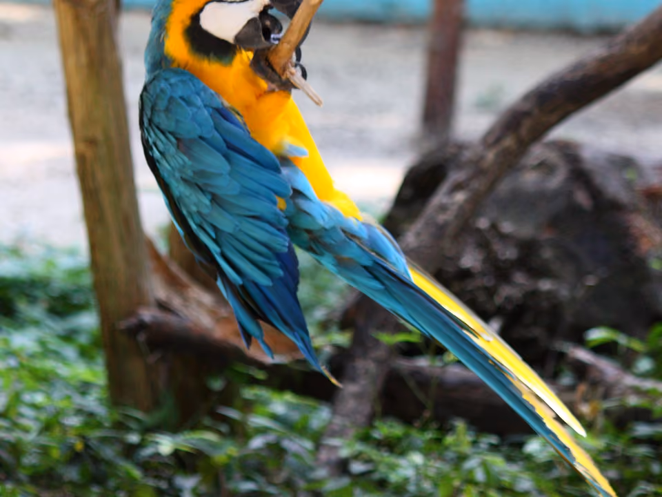 Arara-canindé (Ara ararauna) pousada em um galho no Manatí Park, em Punta Cana