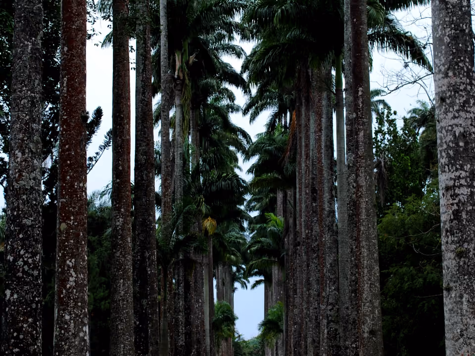 Aleia de palmeiras-imperiais altíssimas no Jardim Botânico do Rio de Janeiro, os troncos alinhados formando um corredor até uma clareira de luz ao fundo