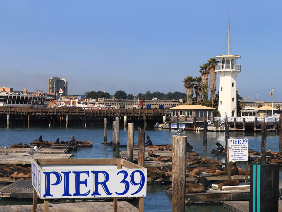 Leões-marinhos descansando nos flutuadores do Pier 39, em Fisherman's Wharf, San Francisco