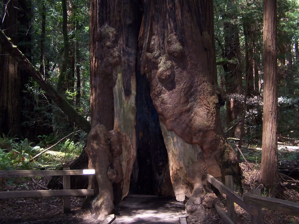 Sequoias gigantes centenárias na floresta de Muir Woods, perto de San Francisco, com luz filtrando entre as árvores