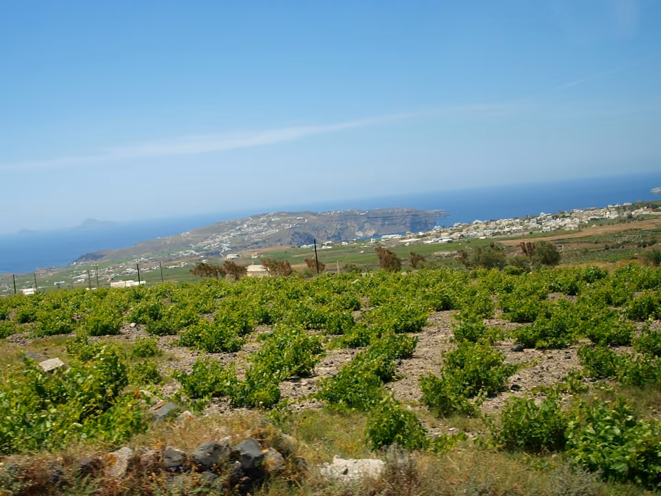 Vinha de Assyrtiko em Santorini, com as videiras baixas em formato de cesto (kouloura) plantadas no solo vulcânico