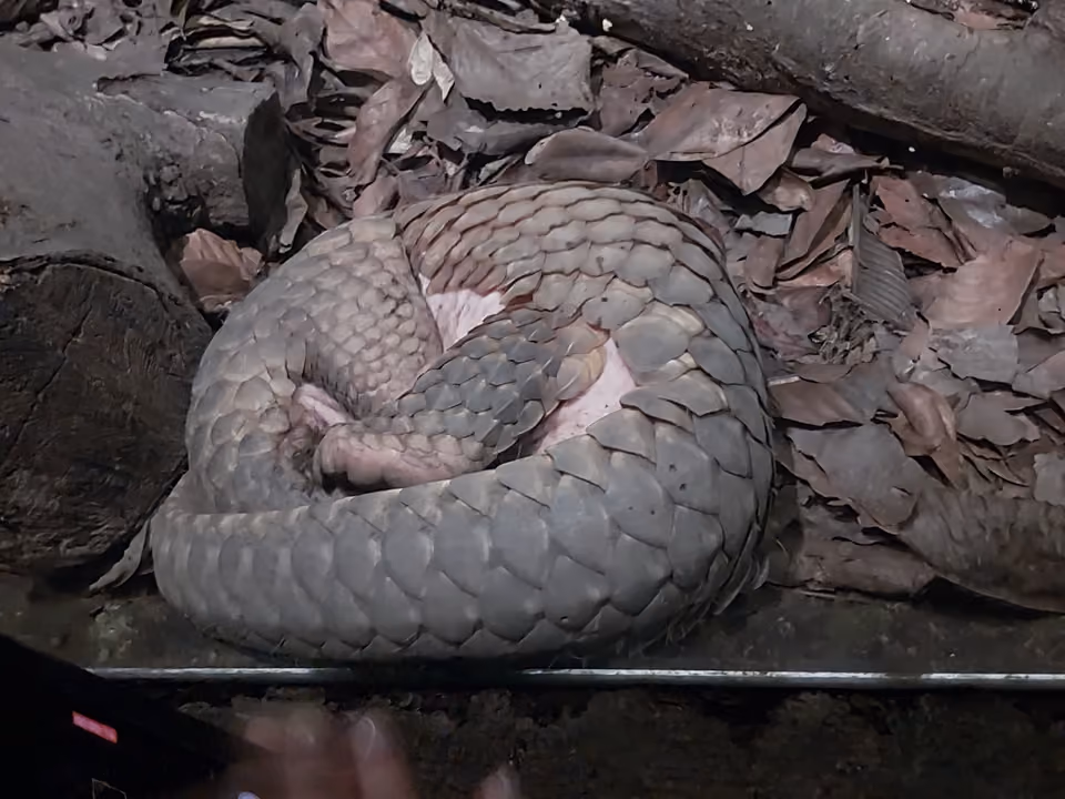 Animal selvagem visto durante o passeio noturno do Night Safari, em Singapura