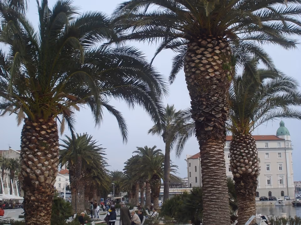 Palmeiras ao longo do calçadão da Riva, à beira-mar em Split, Croácia