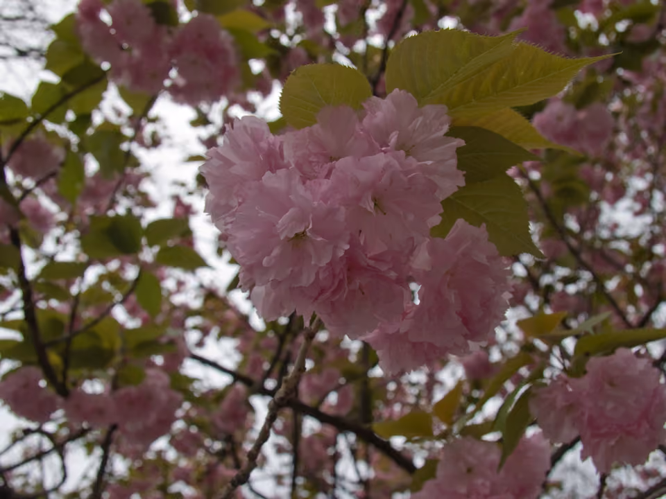 Close-up de flores de cerejeira (sakura) floridas no Parque Ueno, em Tóquio