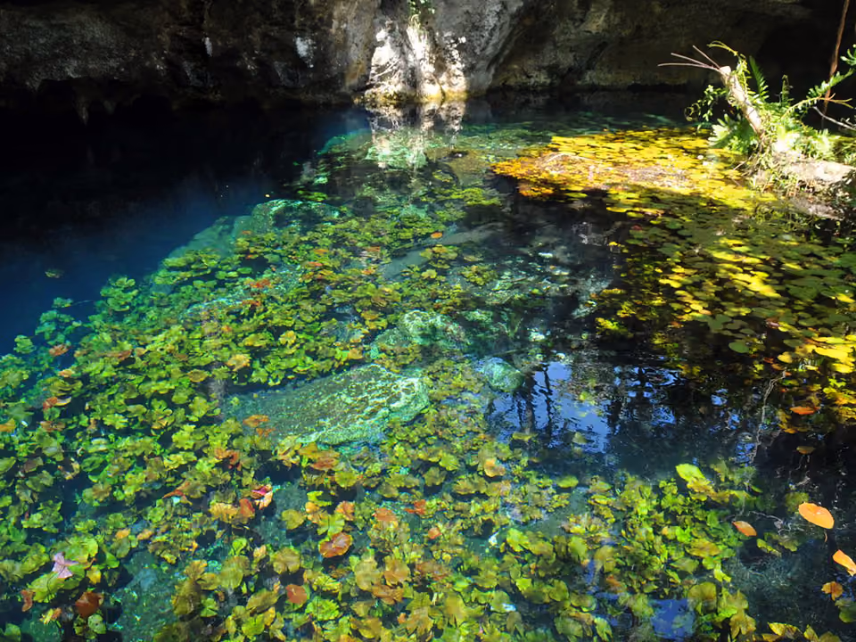 Água cristalina do Gran Cenote, com nenúfar flutuando e formação rochosa ao fundo, em Tulum, México