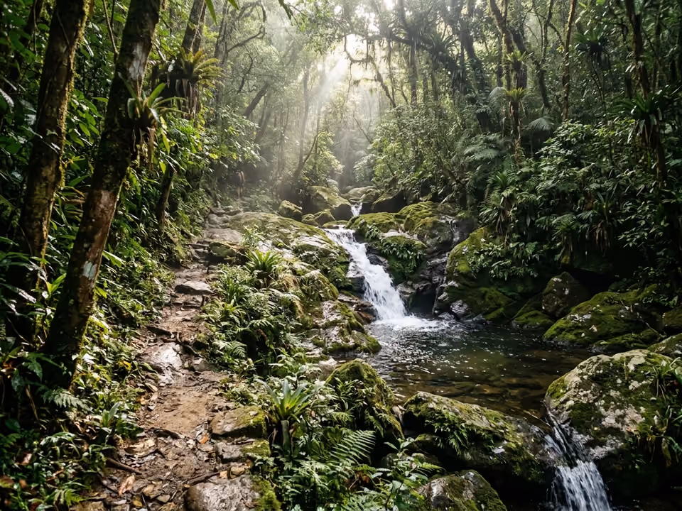 Trilha de mata atlântica com pequena cachoeira e poços naturais entre pedras com musgo
