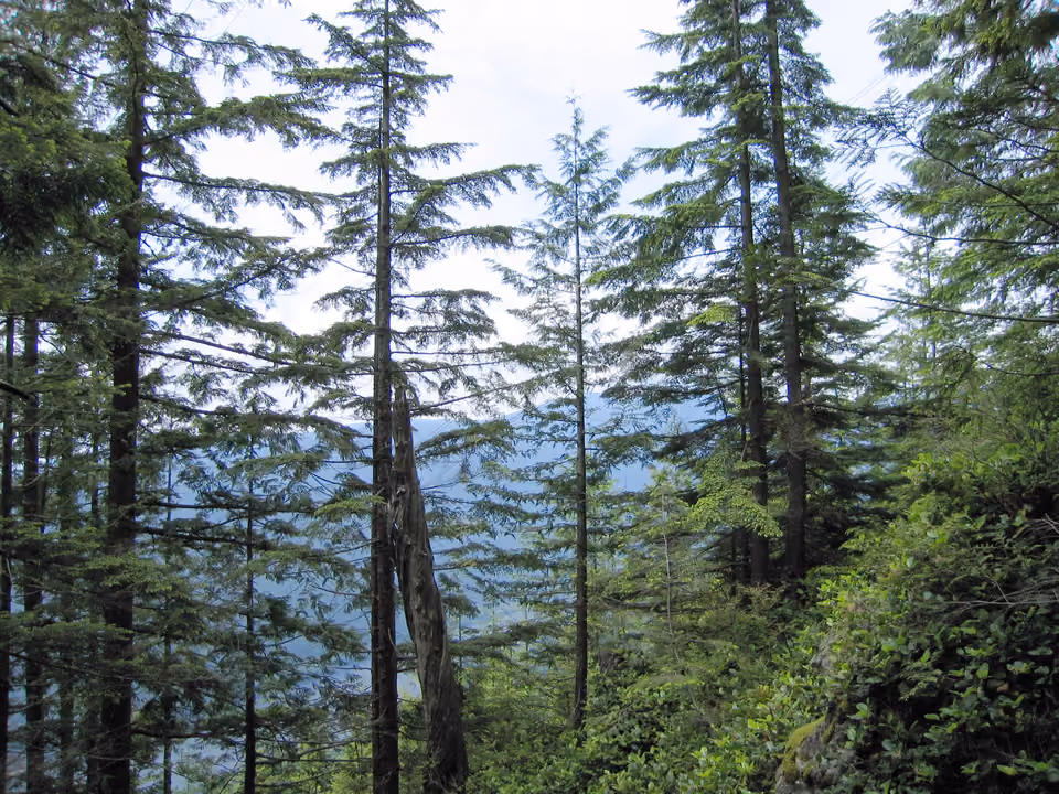 Floresta densa de coníferas em trilha de montanha em Grouse Mountain, em Vancouver