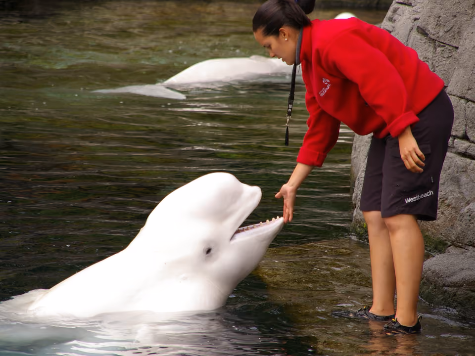 Tanque principal do Vancouver Aquarium, dentro de Stanley Park, com visitantes observando a vida marinha