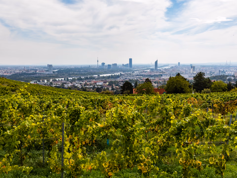 Vinhedos em terraço no bairro de Grinzing, em Viena, com a cidade e o rio Danúbio ao fundo